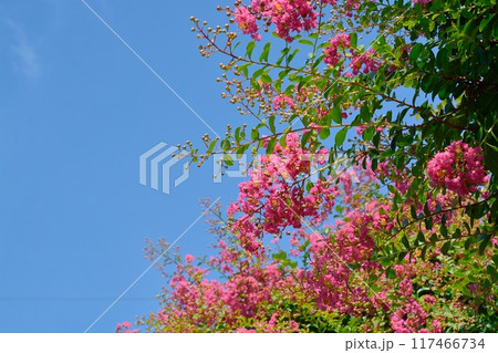 サルスベリの花 サルスベリの花 117466734