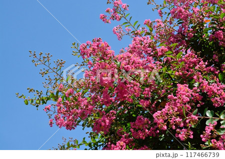サルスベリの花 サルスベリの花 117466739