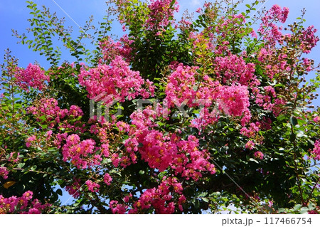 サルスベリの花 サルスベリの花 117466754