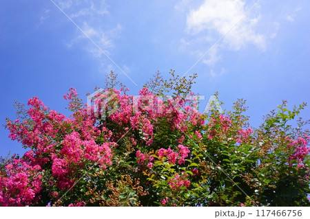 サルスベリの花 サルスベリの花 117466756