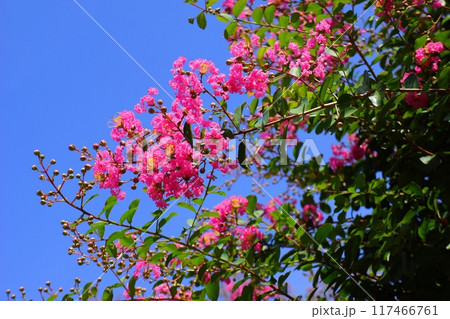 サルスベリの花 117466761