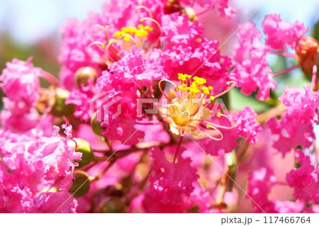 サルスベリの花 サルスベリの花 117466764