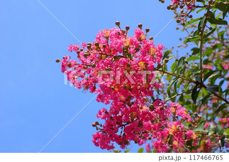 サルスベリの花 サルスベリの花 117466765