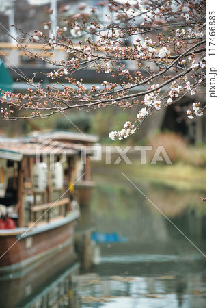 伏見 桜のある景色2023 伏見 桜のある景色2023 117466885