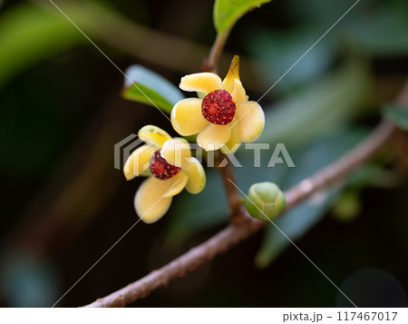 初秋のサネカズラの雄花 117467017
