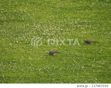 シロツメクサの咲く荒川河川敷で採餌するキジバト 117467030
