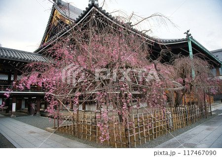 桜咲く佛光寺の春　2023年 117467090
