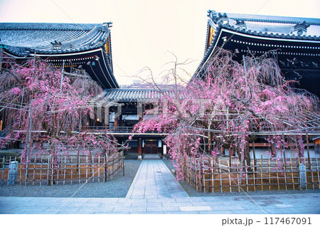 桜咲く佛光寺の春　2023年 117467091
