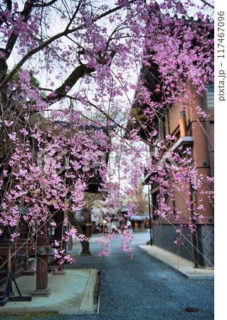 桜咲く佛光寺の春 2023年 桜咲く佛光寺の春 2023年 117467096
