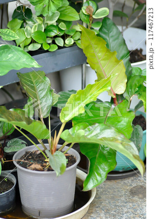 Anthurium Renaissance or Anthurium Renaissance 117467213