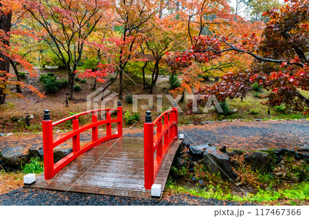 新潟　紅葉に染まる弥彦公園もみじ谷 117467366