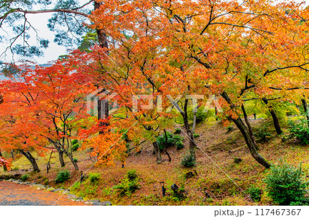 新潟　紅葉に染まる弥彦公園もみじ谷 117467367