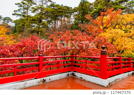 新潟 紅葉に染まる弥彦公園もみじ谷 新潟 紅葉に染まる弥彦公園もみじ谷 117467370