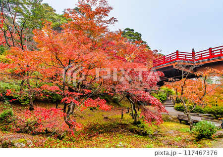 新潟 紅葉に染まる弥彦公園もみじ谷 新潟 紅葉に染まる弥彦公園もみじ谷 117467376