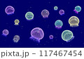 カワイイクラゲ | kawaii jellyfish 117467454