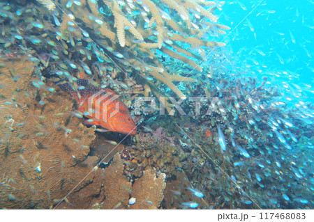 サンゴと青い海、ユカタハタ　水中写真 117468083