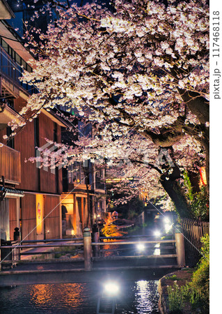 京都木屋町 桜の並木道2023 京都木屋町 桜の並木道2023 117468118