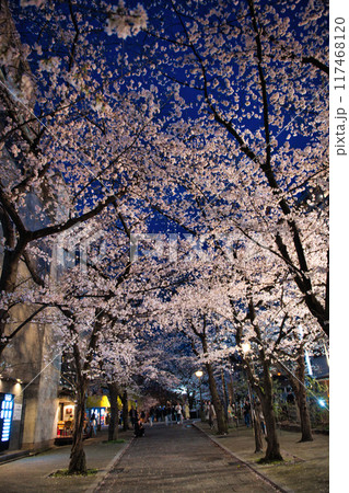 京都　祇園白川の夜桜　2023年春 117468120