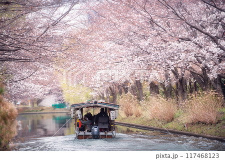 伏見 桜のある景色2023 伏見 桜のある景色2023 117468123
