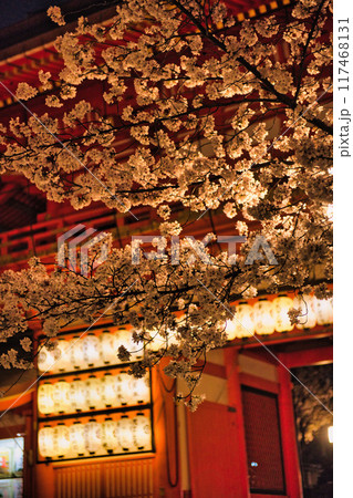京都 八坂神社の夜桜 京都 八坂神社の夜桜 117468131