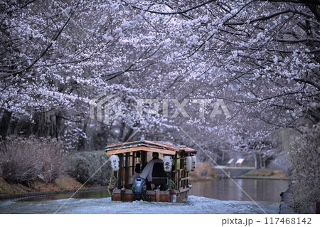 伏見 桜のある景色2023 伏見 桜のある景色2023 117468142