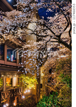 祇園白川の桜2023 117468353