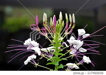 クレオメの花 クレオメの花 117468836