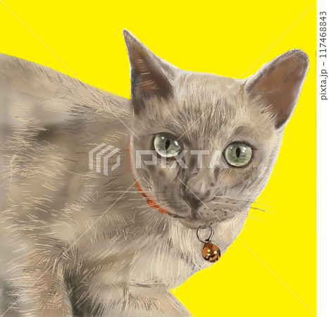 見上げる猫 キャッツアイ 117468843