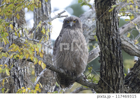 暗くなるのを待つシマフクロウ 暗くなるのを待つシマフクロウ 117469315