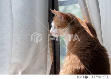 窓から外を眺める猫　茶トラ白 117469523