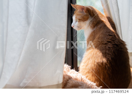 窓から外を眺める猫　茶トラ白 117469524