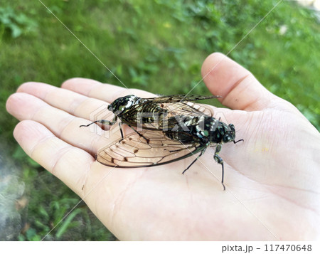 Japanese cicada sitting on a hand, reproduction. Japanese cicada sitting on a hand, reproduction. 117470648