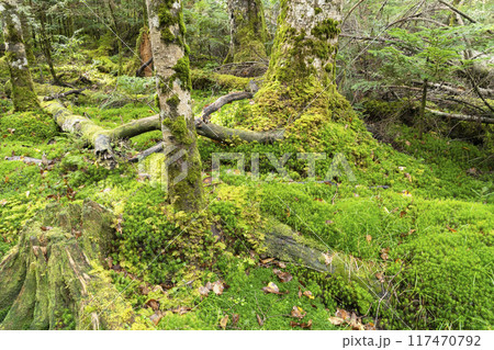コケの森 117470792