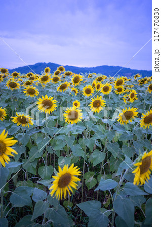 益子のひまわり祭会場 117470830