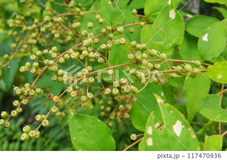 ウツギの若い実 117470936