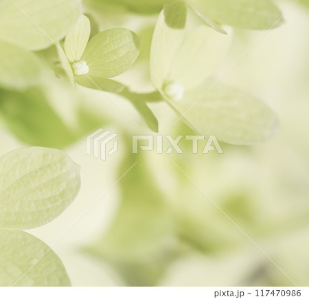 Background of white green petals of Hydrangea or Hydrangea close-up. Soft focus Background of white green petals of Hydrangea or Hydrangea close-up. Soft focus 117470986