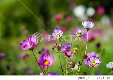 秋桜 117471246