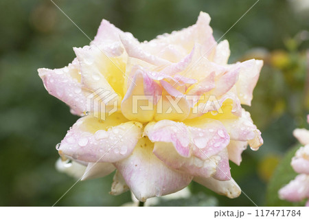 黄色とピンクのバラの花 黄色とピンクのバラの花 117471784