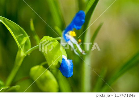 露草(つゆくさ)の蕾 117471848