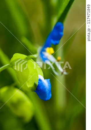 露草(つゆくさ)の蕾 露草(つゆくさ)の蕾 117471849