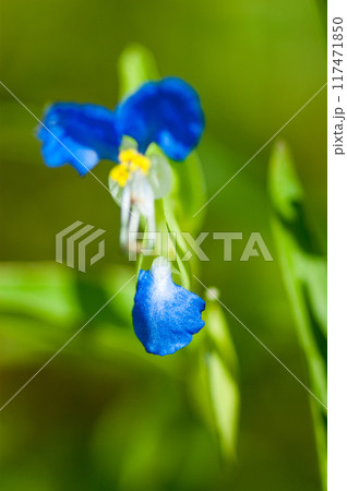 露草(つゆくさ)の蕾 露草(つゆくさ)の蕾 117471850