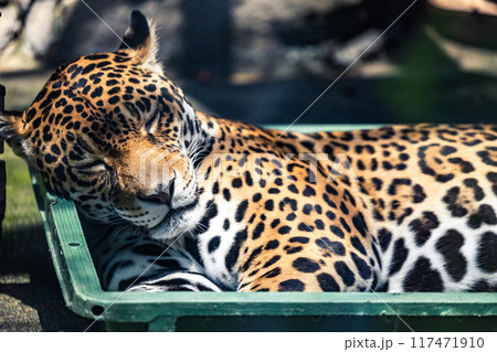 ジャガーの穏やかな昼寝 117471910