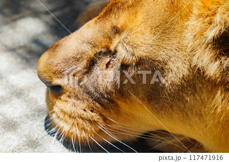 日なたで休むライオン 117471916