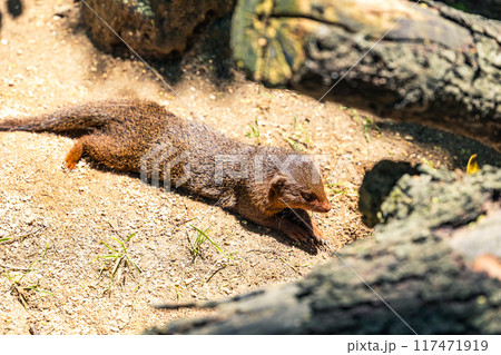 日差しの中で休むマングース 日差しの中で休むマングース 117471919