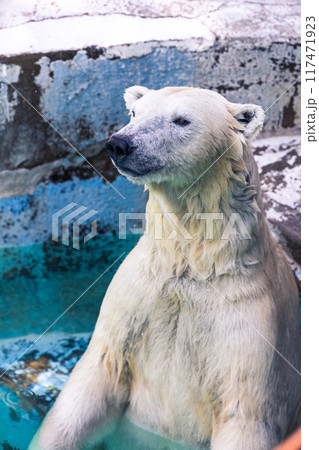 涼しげに水浴びするホッキョクグマ 涼しげに水浴びするホッキョクグマ 117471923