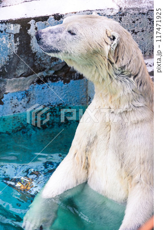 涼しげに水浴びするホッキョクグマ 涼しげに水浴びするホッキョクグマ 117471925