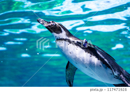 水中を泳ぐペンギン 水中を泳ぐペンギン 117471928