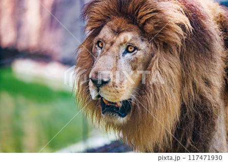 威厳に満ちたライオン 117471930
