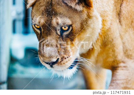 鋭い眼差しのライオン 117471931