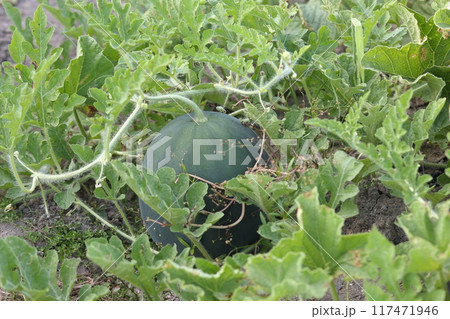 畑のスイカ 117471946